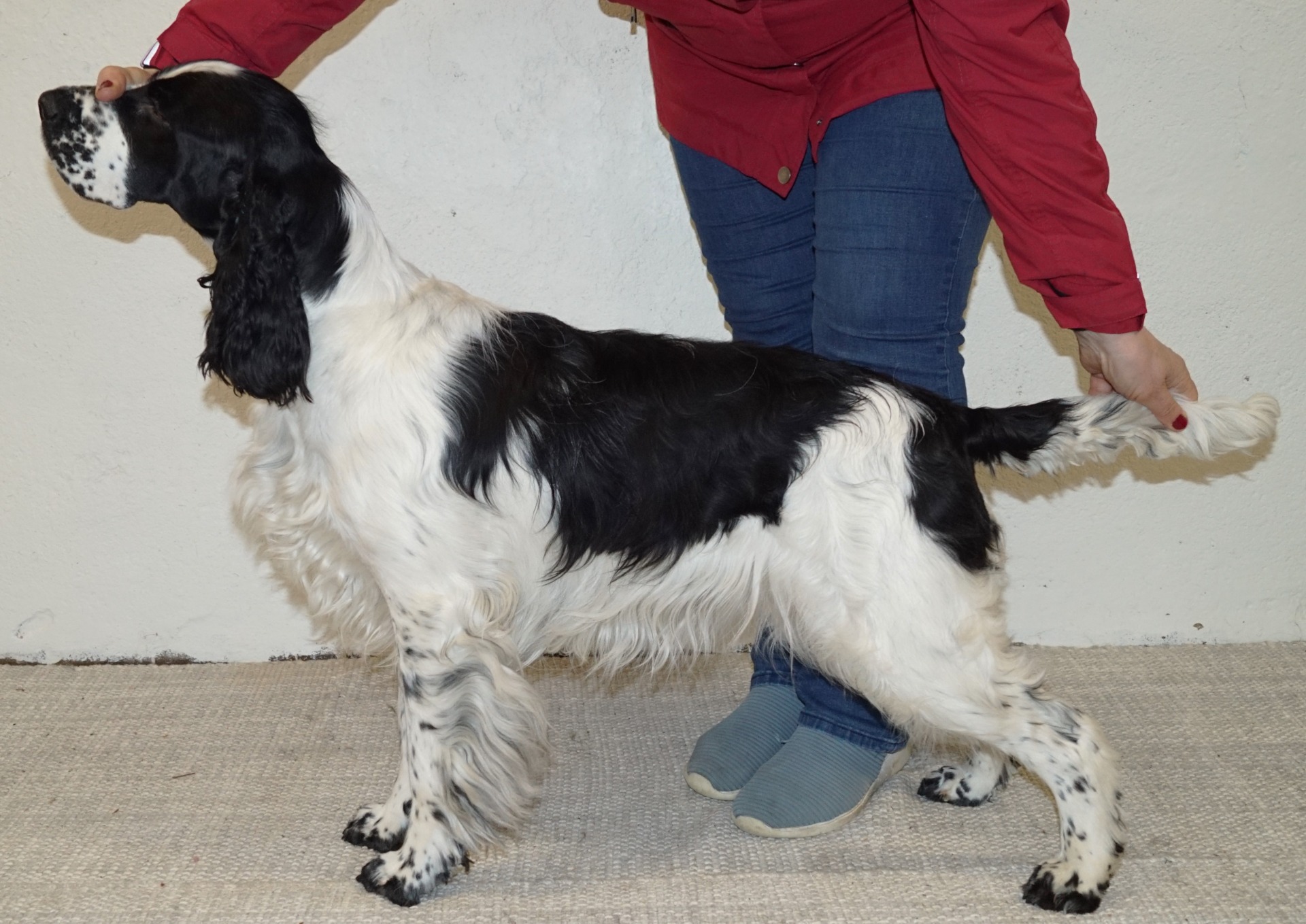 Tindra 11 mndr