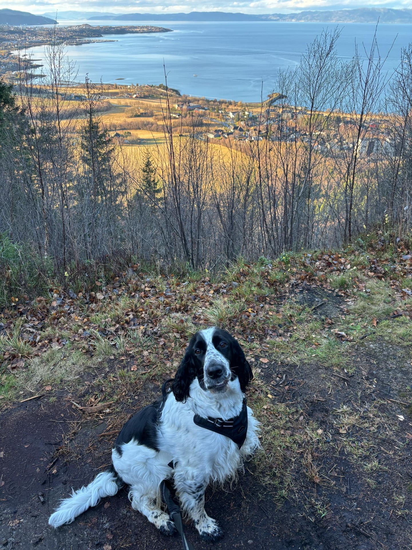 Tindra
