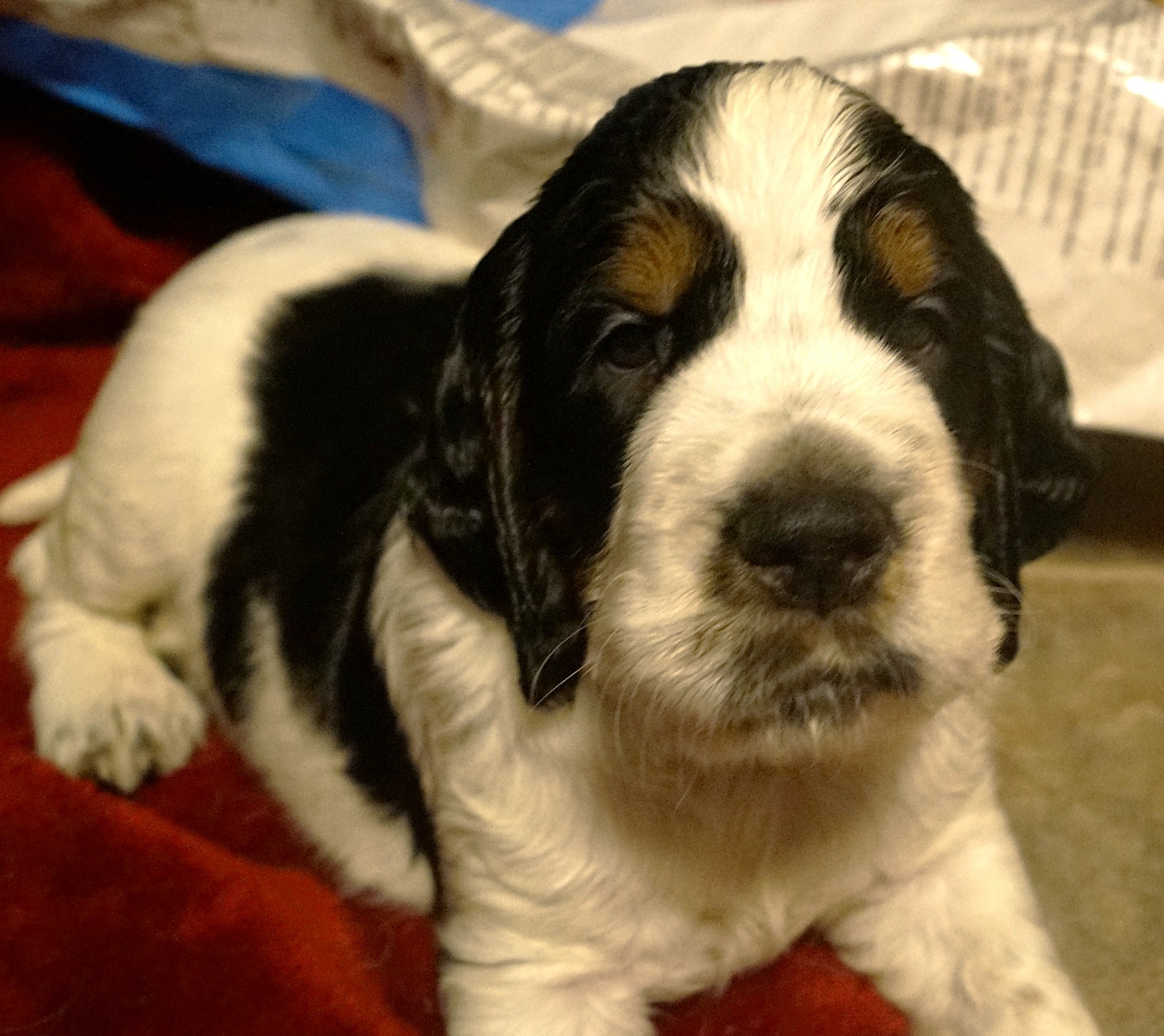 ROMEO