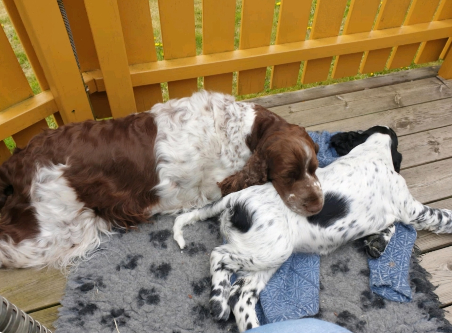 Millie med gammeltante Sonja