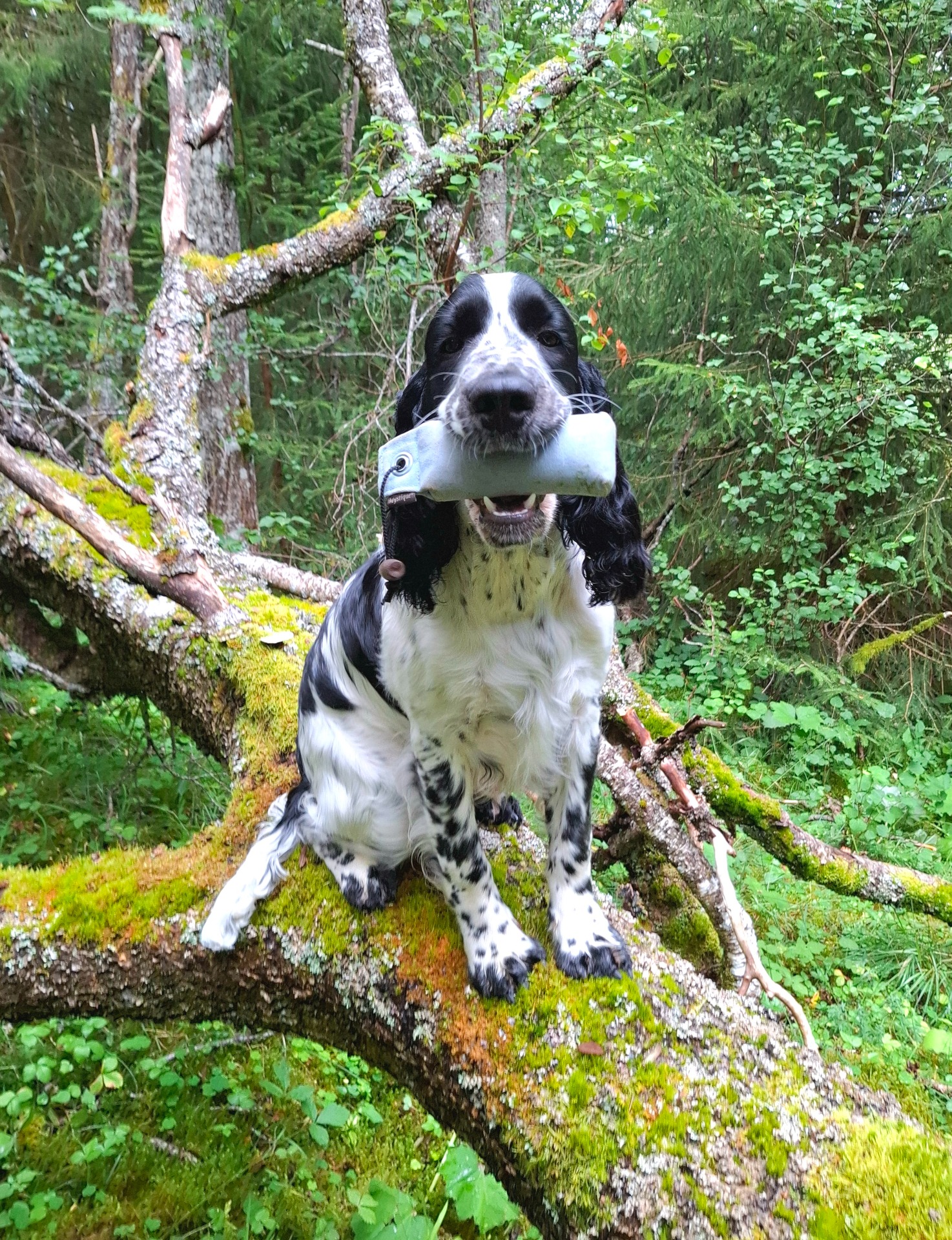 Bendic 6 mndr, Isac's barnebarn