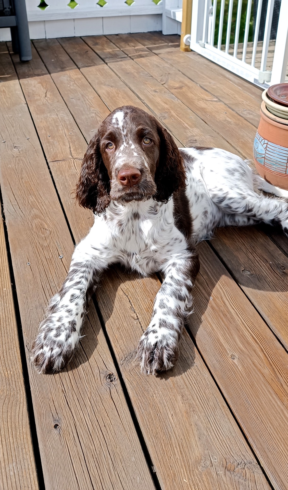 Lulu 5 mndr