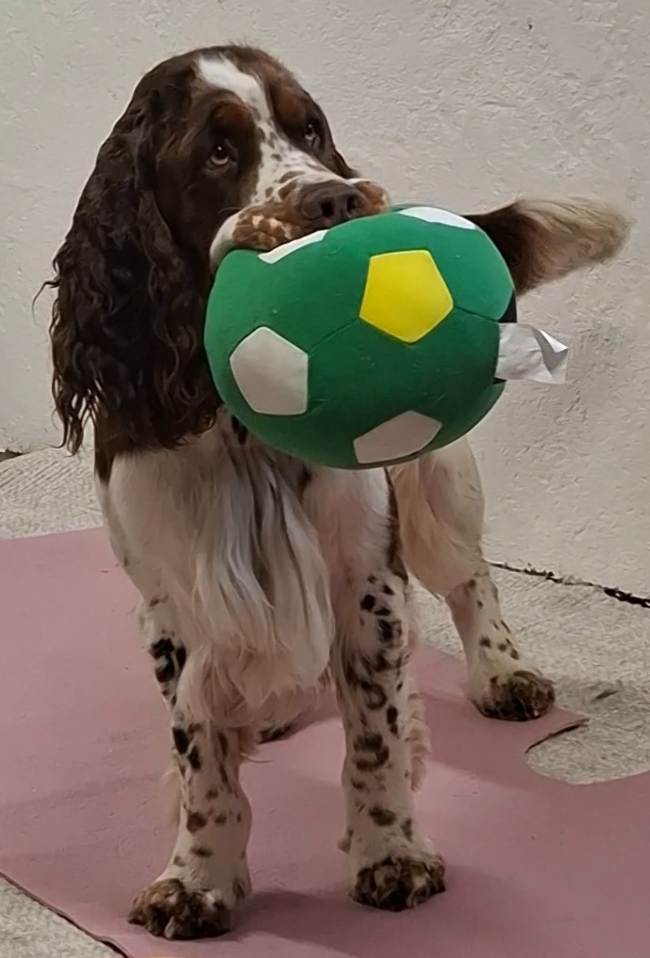 Otto 12 mndr