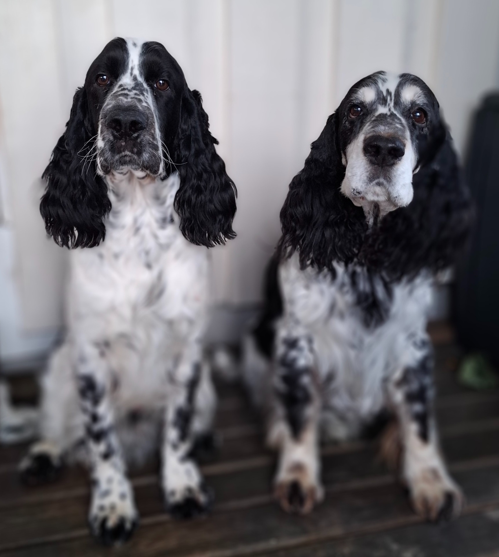 Bendic 8 mndr & oldefar 10 år