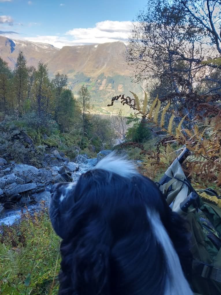 Luna 7 mndr på post etter hjort