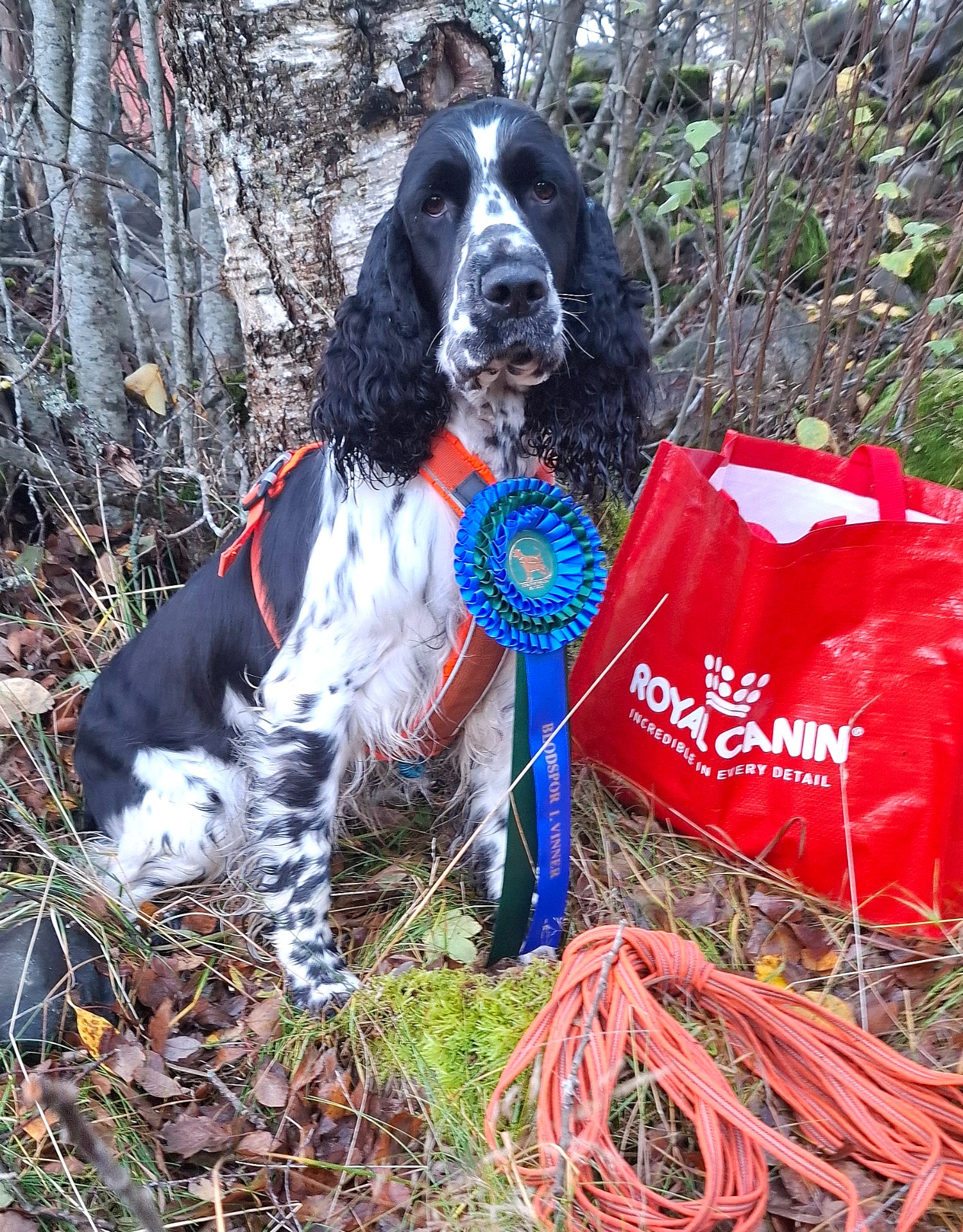 Prøvevinner på spordebuten terminfestet prøve