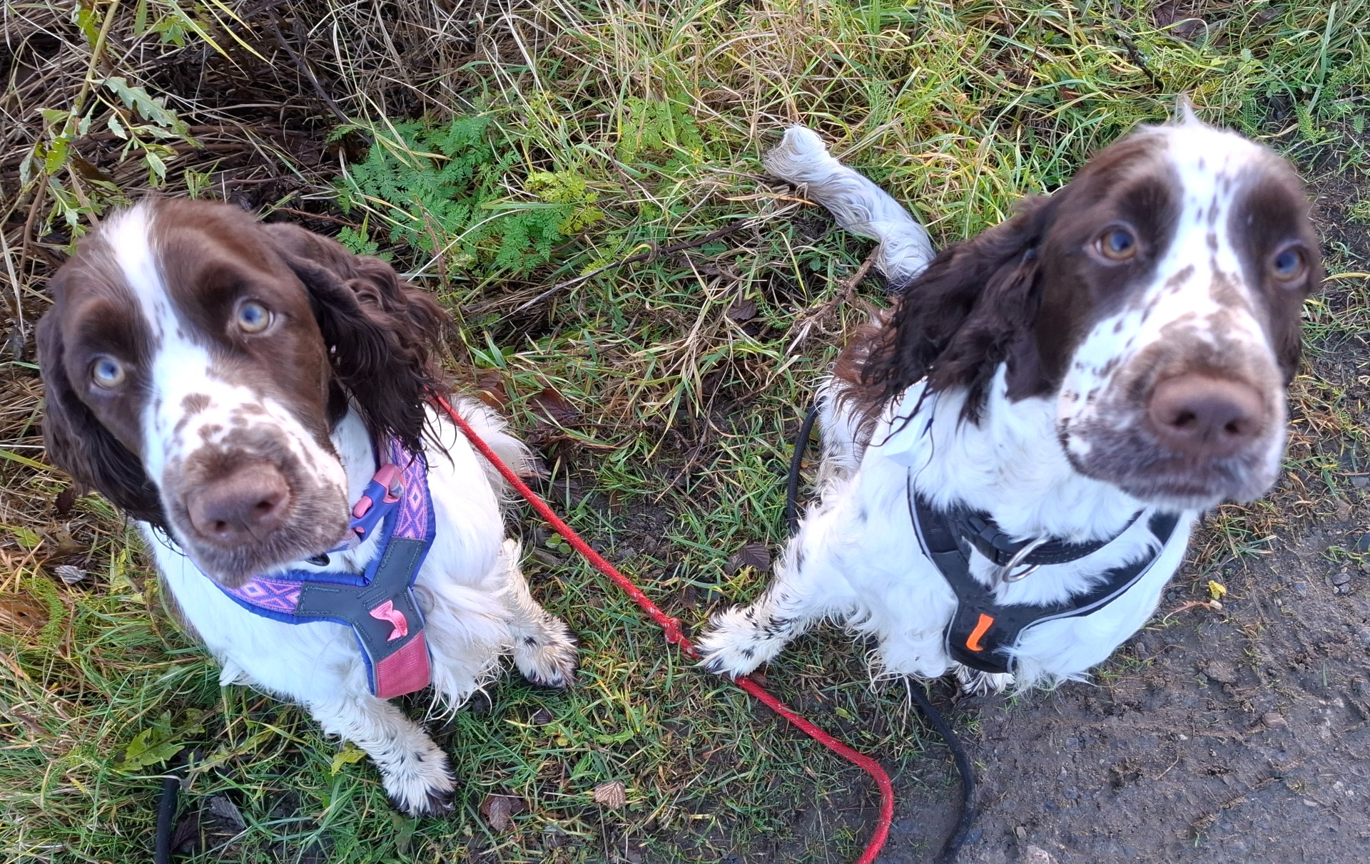 Saga og Luna 21 mndr