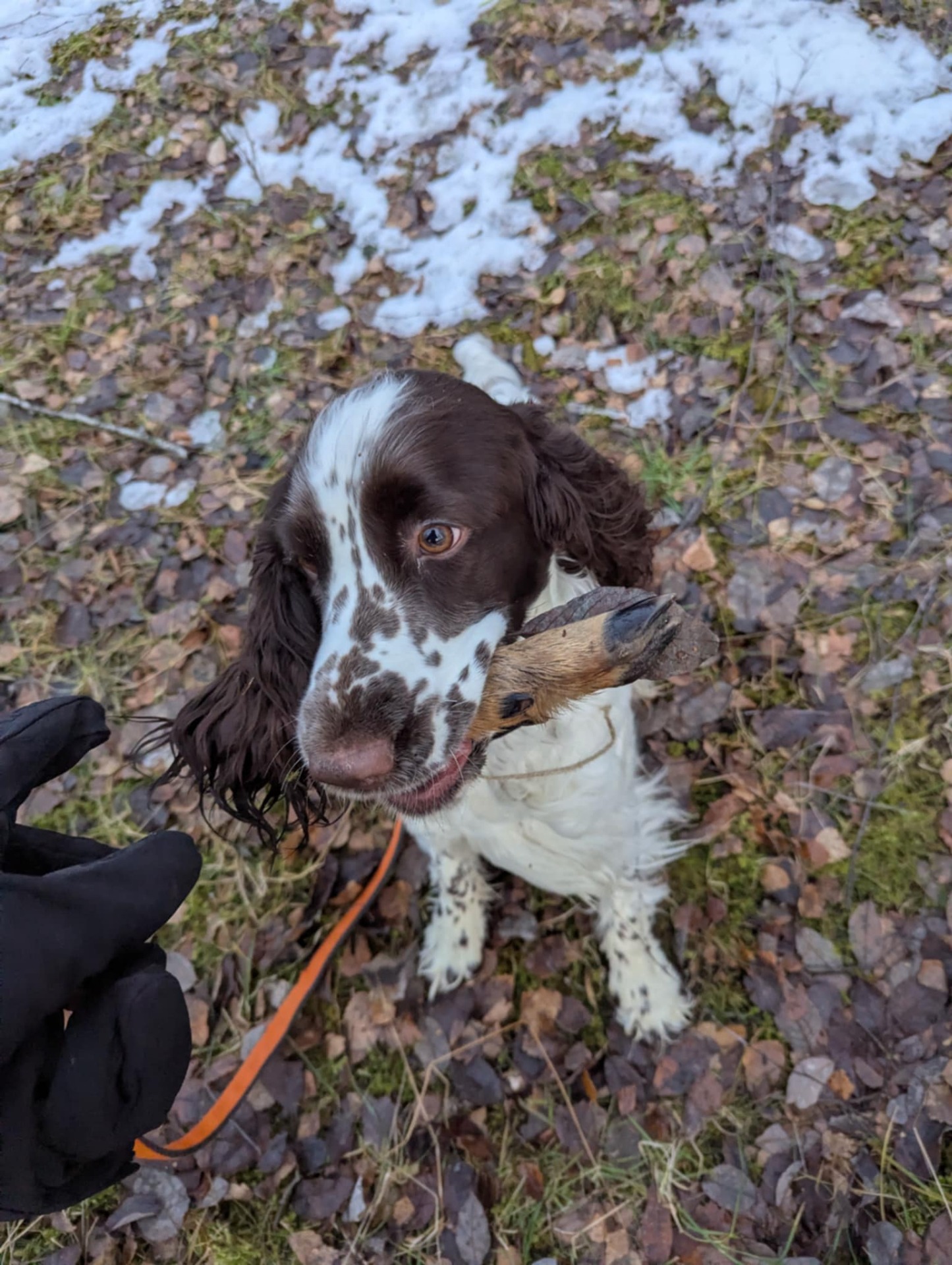 Luna fortsetter å trene...