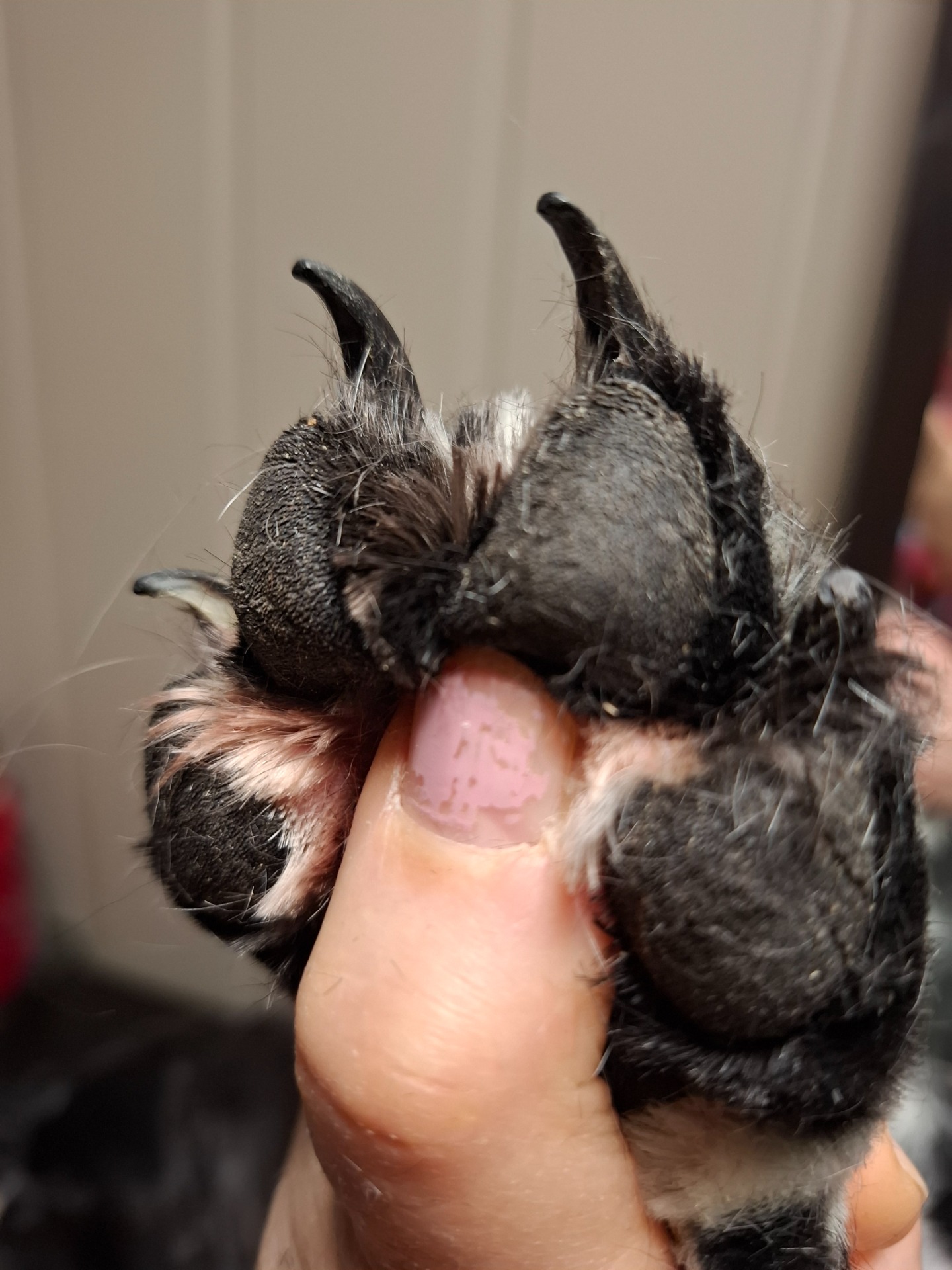 Disse klørne har fått vokse seg altfor lange. De høres godt mot golvet og poten kan forandre form når klørne presser den i en unaturlig stilling.