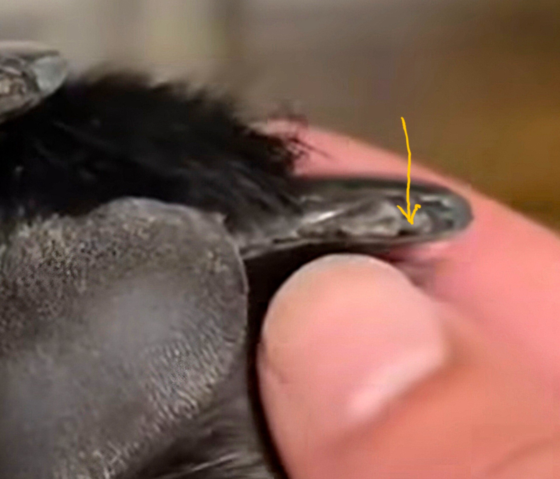 Her ser du under kloen og hvor stor del som er det tomme skallet du kan klippe av