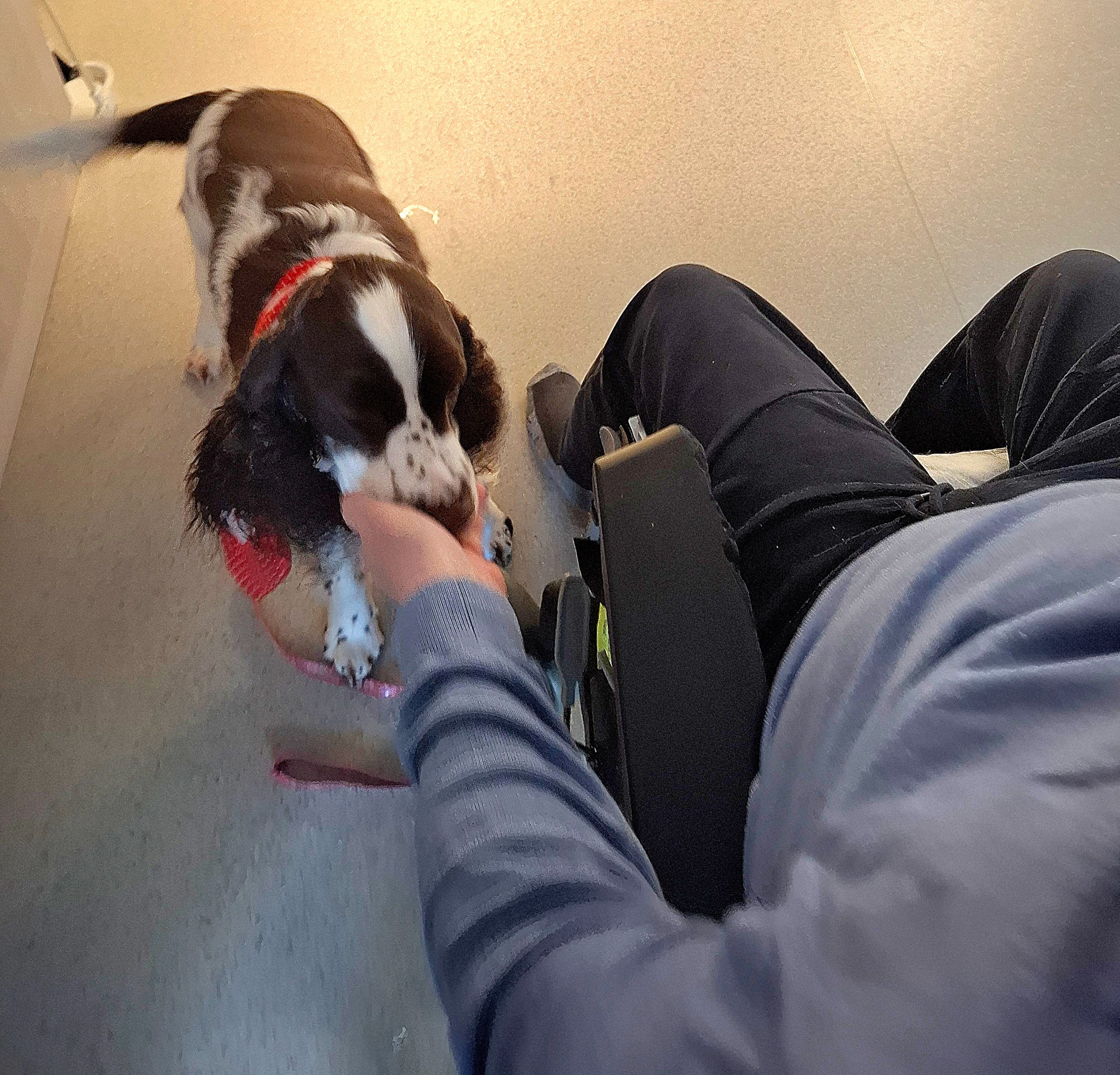 Og så en godbit fra handa.