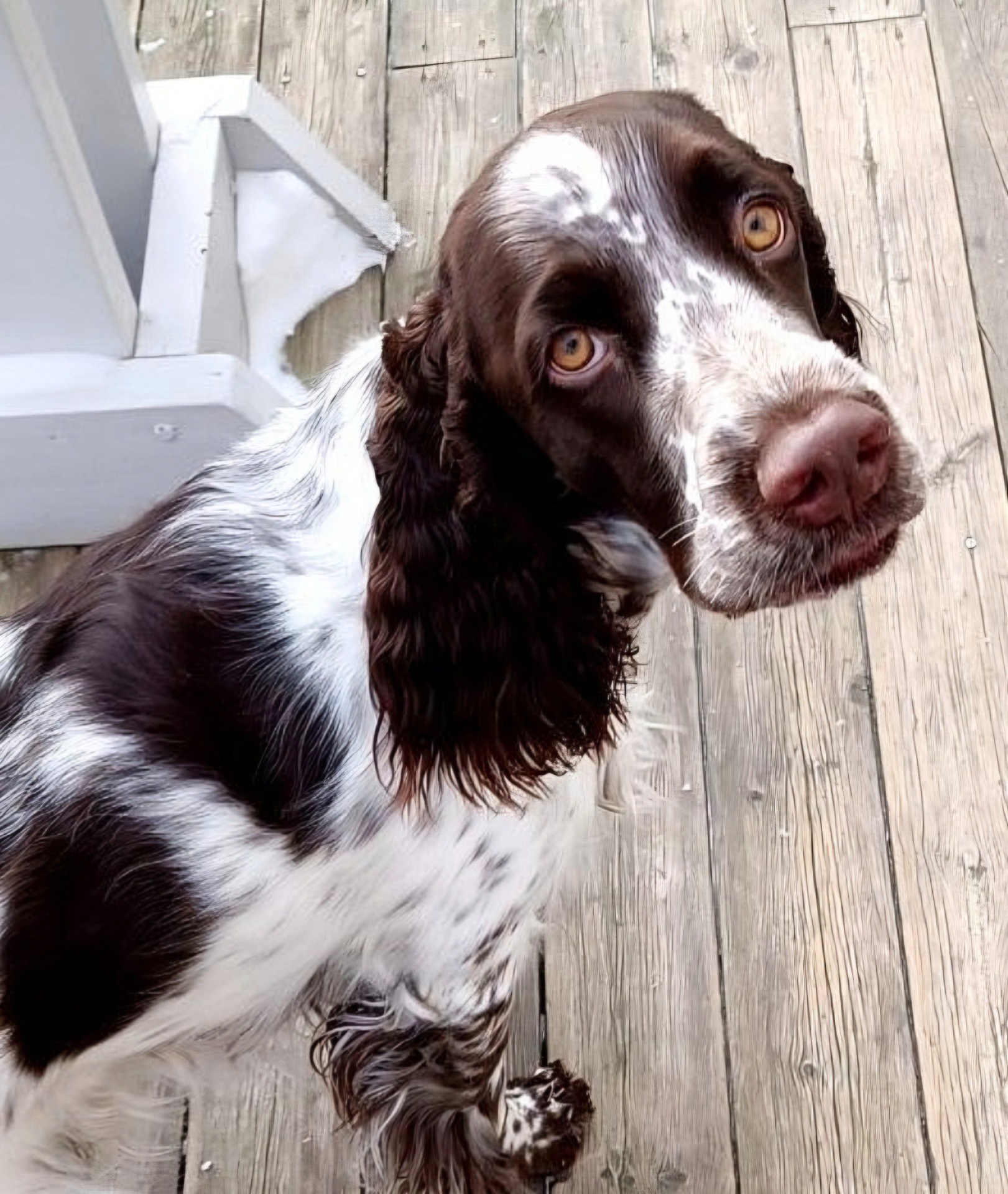 Lulu  