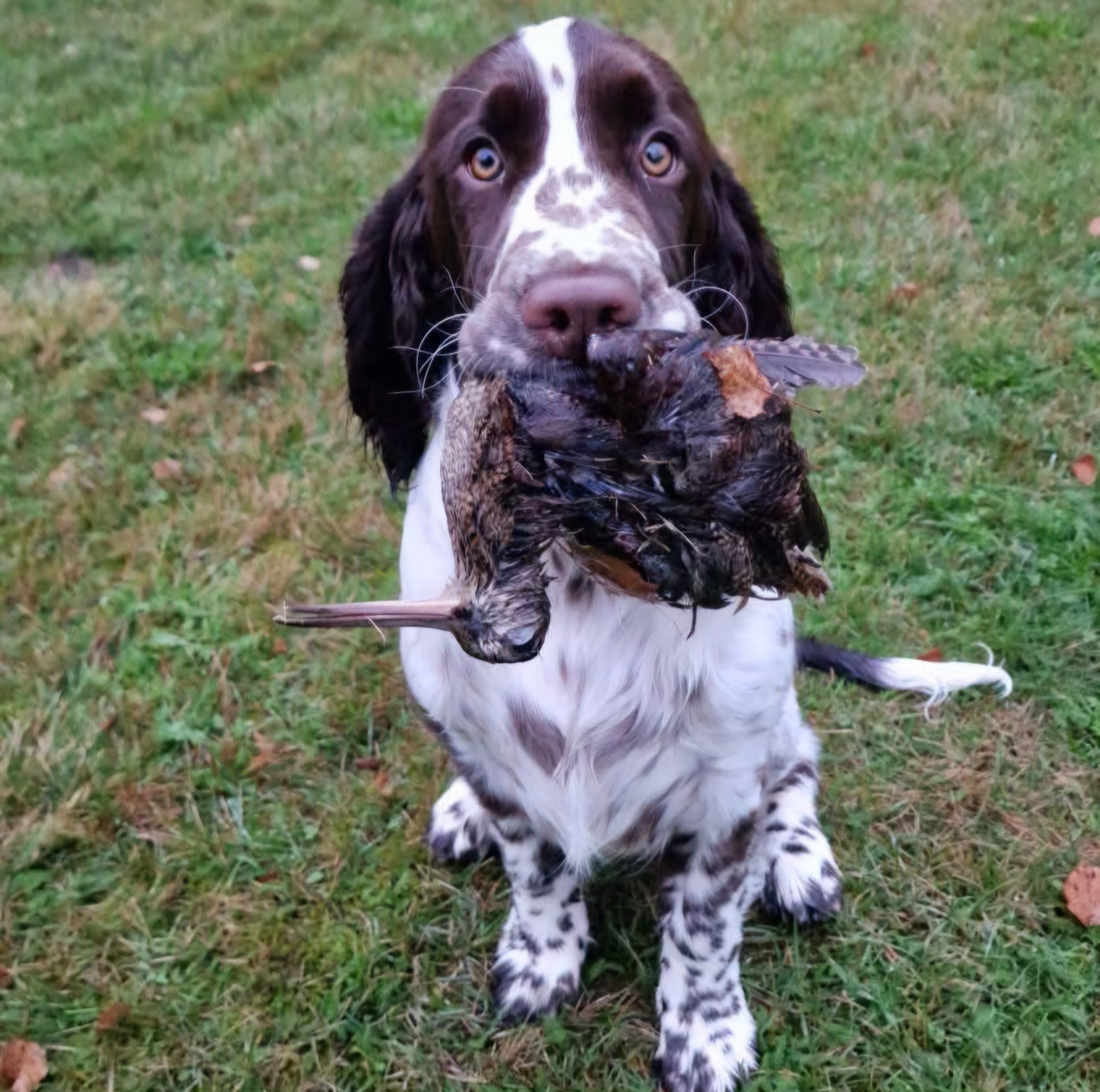 Tillie , foto Anne-Lill