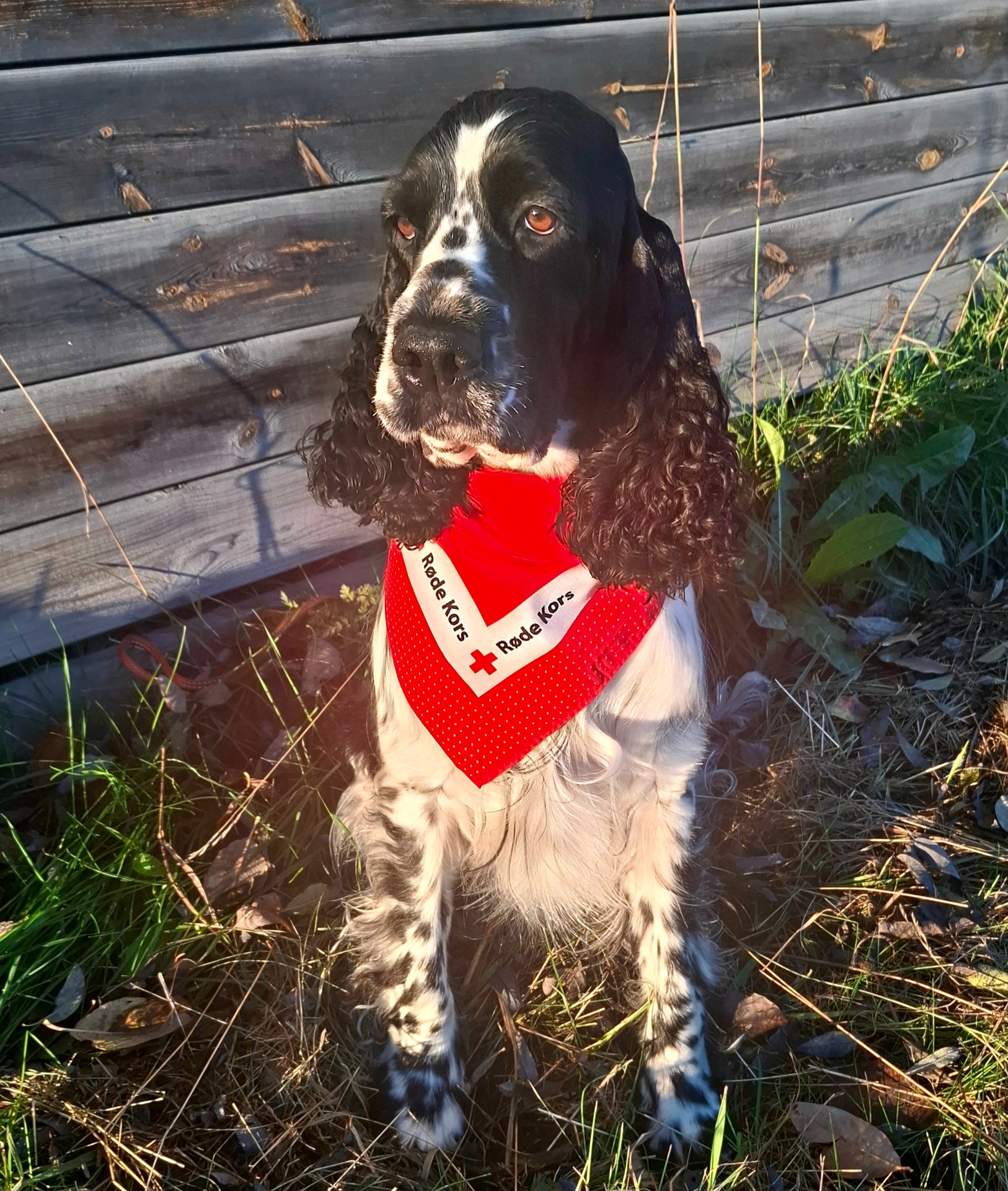 LINKA 2 år