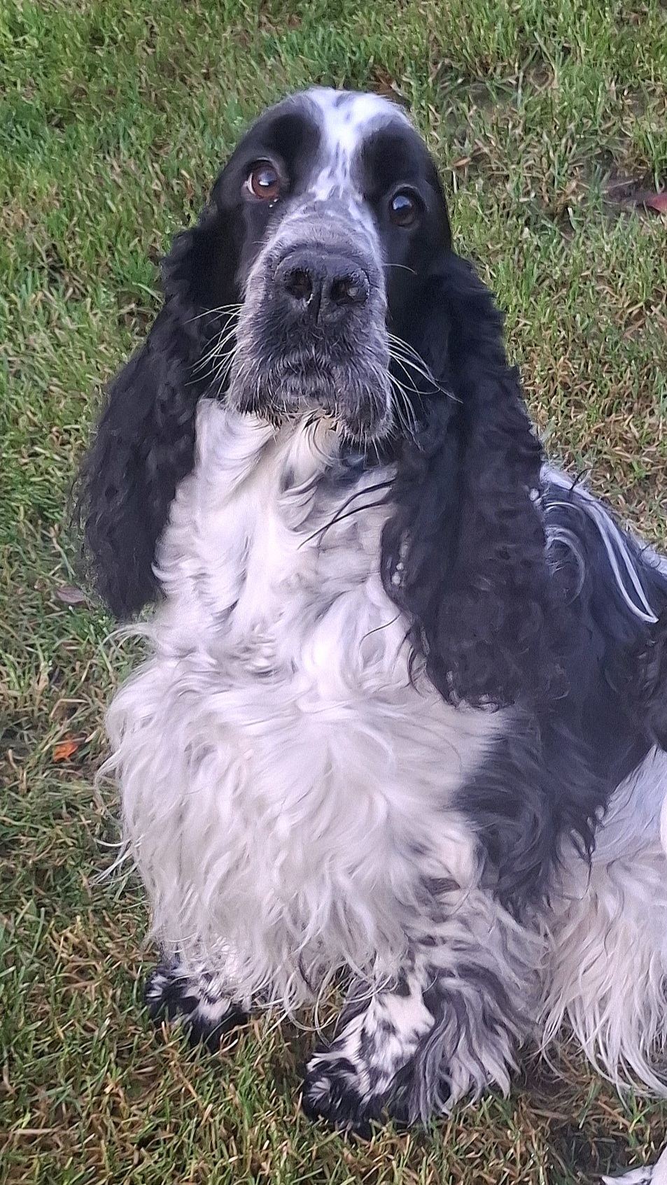 MILLIE