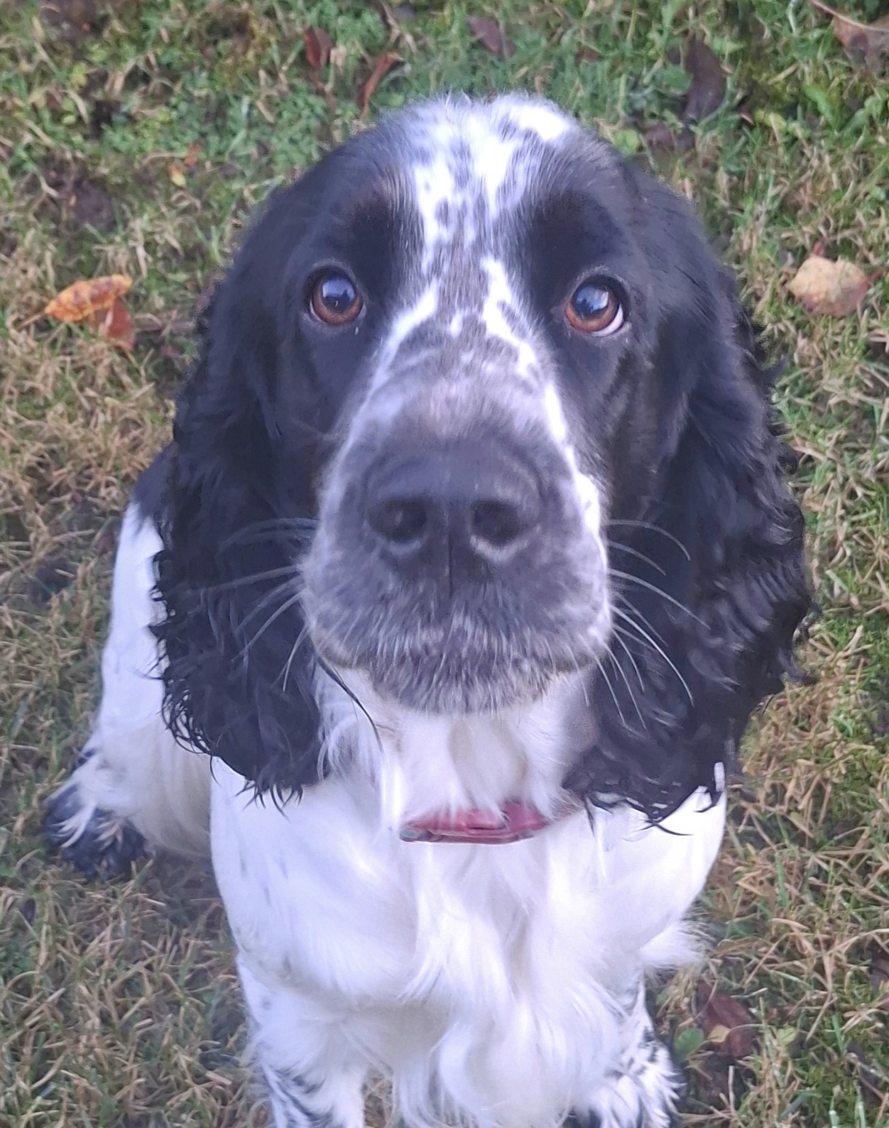 ELLIE